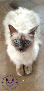 shiva chatterie des doux nuages